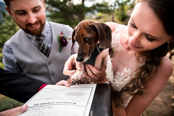 Dogs At Weddings
